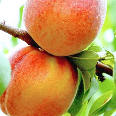 Contender Standard Peach Tree Fruition Seeds