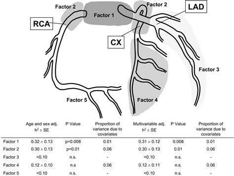 Distinct Heritable Patterns Of Angiographic Coronary Artery Disease In