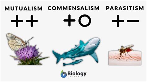 Examples Of Symbiosis