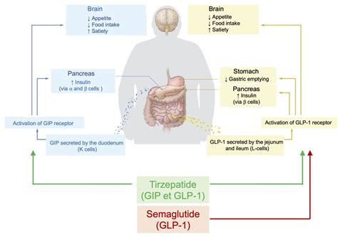 Ozempic® Semaglutide And Mounjaro™ Tirzepatide A Major Breakthrough For The Treatment Of