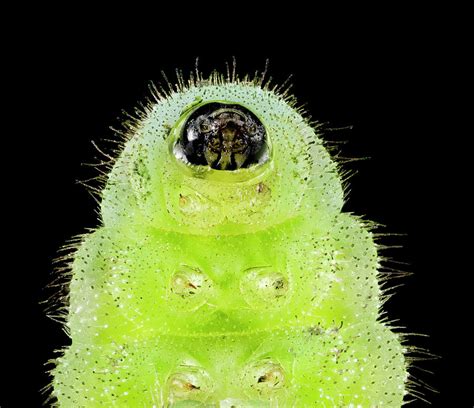 Karner Blue Caterpillar Photograph By Us Geological Survey Pixels