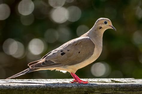30000 Free Morning Dove And Dove Images Pixabay
