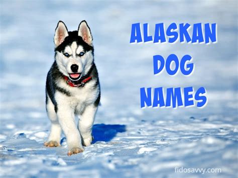 Alaskan Dog Names - Beauty & Mystery Combined