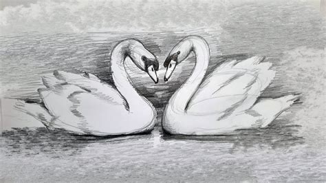 Swan Pencil Drawing