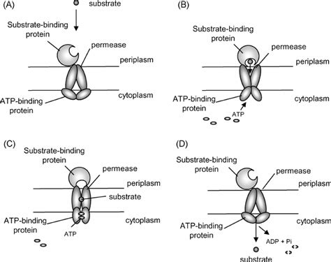 Illustration Of A General Atp Binding Cassette Abc Transporter In Download Scientific Diagram