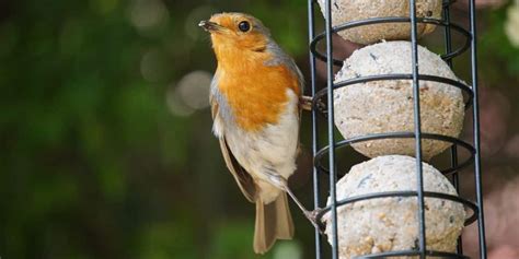 Comment Attirer Les Oiseaux Dans Votre Jardin