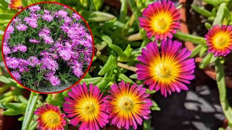 3 conseils pour faire fleurir un Delosperma jusquà 6 mois