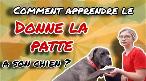 TUTO Comment apprendre à son chien à donné la patte YouTube