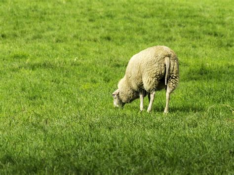 Sheep Back Stock Image Image Of Animal Farmside Country 49724551