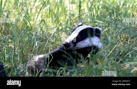 European Badger Meles Meles Sitting Stock Videos Footage HD And 4K