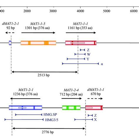 Structures Of The Mating Type Mat1 Locus In The Mat1 1 A And Mat1 2