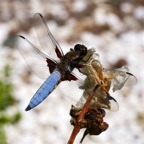 Male Specimen Of The Libellula Depressa Libellula Depressa Flickr