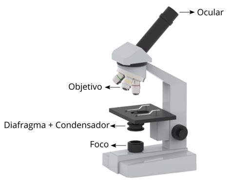 Sistema Óptico Del Microscopio Partes Y Funciones