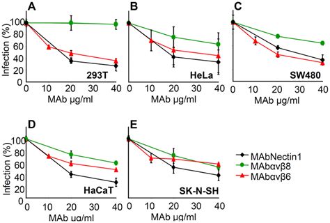 Inhibition of HSV 1 infection by function blocking MAbs to αvβ6 or