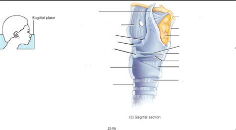 Larynx Sagittal Section Diagram Diagram Quizlet