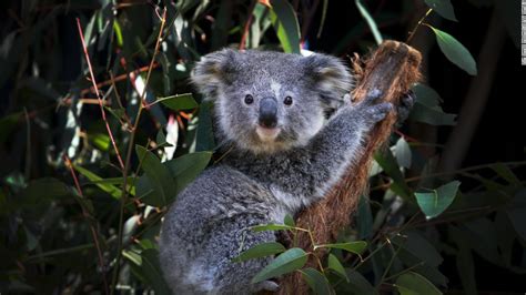 Australia to spend a record $35 million to protect koalas - CNN