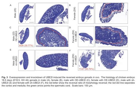 Ube2i Is A Crucial Sex Differentiation Related Gene In The Embryonic