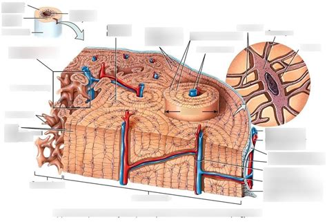 Diagram Of Biology 241 Lab Exercise 8 Bone Structure And Function