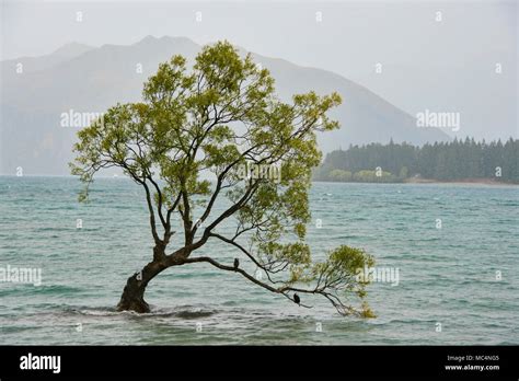 The Famed Wanaka Tree Lake Wanaka New Zealand Stock Photo Alamy