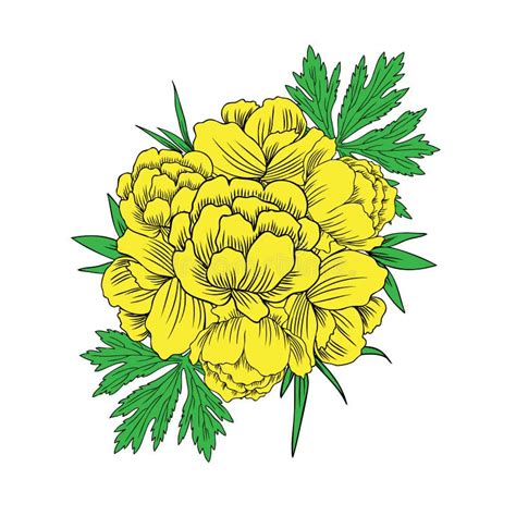 Bouquet Of Trollius Stock Illustration Illustration Of Bright