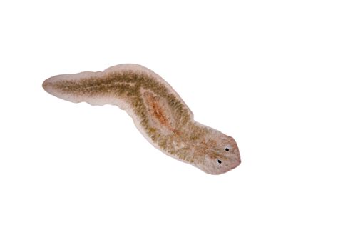 Planarian Worm Regeneration and Regrowing Lost Limbs | Human Limb Regeneration