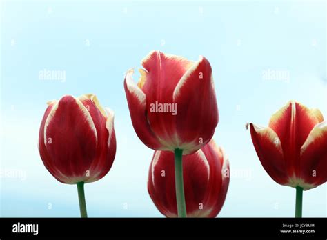 Rote Tulpen Stock Photo Alamy