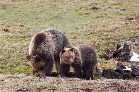 Grizzly bear conflicts continue in southwestern Montana | Explore Big Sky