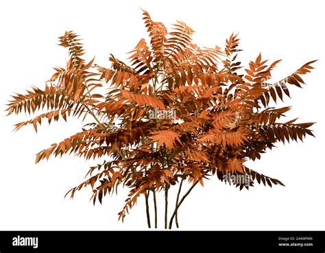 Cutout Wild Plant Bush Of Leafy Branches Bush Of Foliage Isolated On