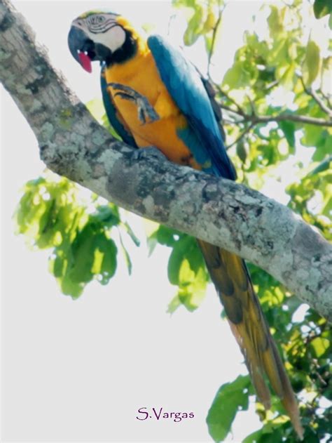 Ara Ararauna Birds Of Bolivia