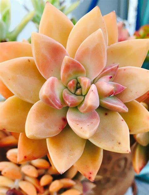 California Sunset Sedum Plant Projects Succulents Echeveria