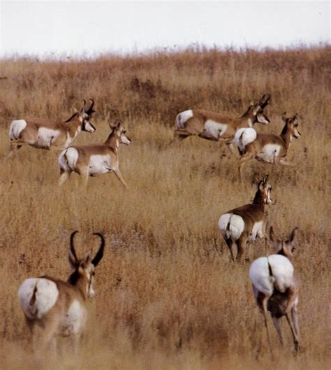 pronghorn racers   great plains  national park service