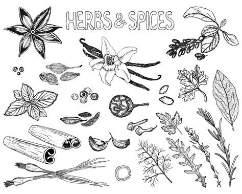 Premium Vector Herbs And Spices Set In Sketch Style