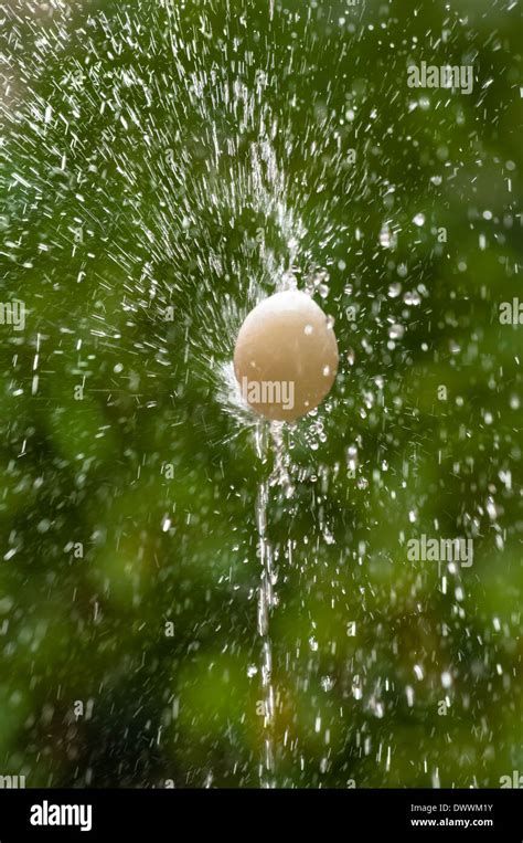 The Egg As It Dances L Ou Balla Corpus Christi Celebration