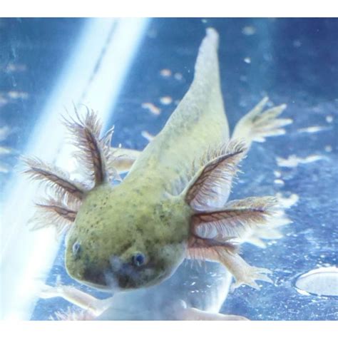 Jual Axolotl Salamander Tiger Darkwild Cm Ikan Hias Hiasan Aquarium