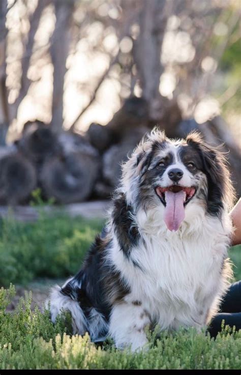 Best Dog Walkers In Dallas Tx Wag