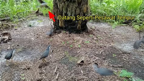 Pikat Burung Ruak Ruak Di Spot Andalan YouTube