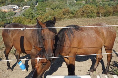 Our Visit To The Italian Horse Protection Association
