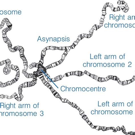 The First Drawing Of A Polytene Chromosome Set From Drosophila