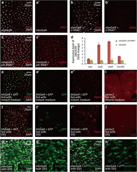 The Role Of Neuronal Hh Signaling On Intestine Is Dependent On JAK STAT