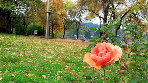 One Of The Last Of The Summer Roses In The City Of Roses Milwaukie