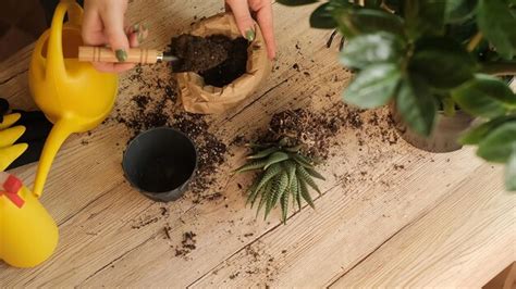 Transferencia De Plantas A Otra Maceta Primer Plano De Un Jardinero