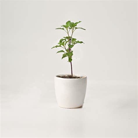 Buy Krishna Tulsi Plant Online Holy Basil Plant