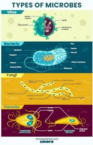 Types of Microbes - Poster | Science poster, Science magazine, How to ...