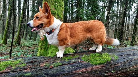 Chien Welsh Corgi Cardigan Nora Du Mont Des Croisettes