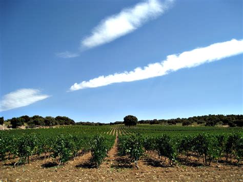 Vineyard Free Photo Download | FreeImages