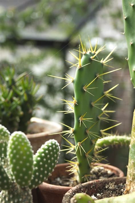 Cómo propagar un cactus 4 sencillos pasos Cuidar Plantas