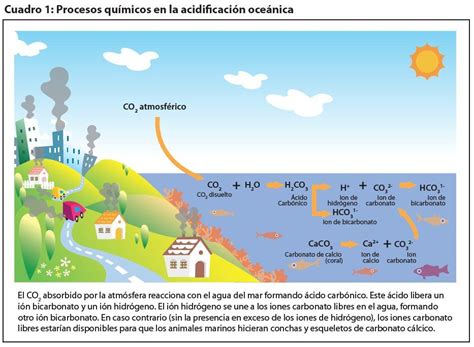 acidificación del océano Ocean acidification Earth science Oceanography