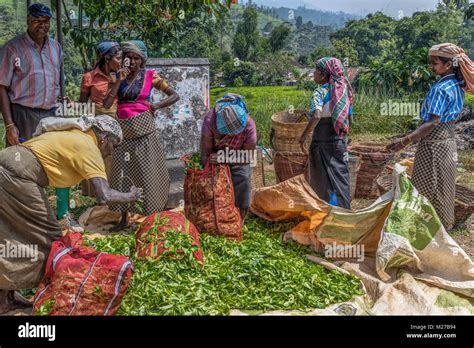 tea pluckers, Nuwara Eliya, Sri Lanka, Asia Stock Photo - Alamy