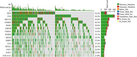 Development And Validation Of A MUC16 Mutation Associated Immune