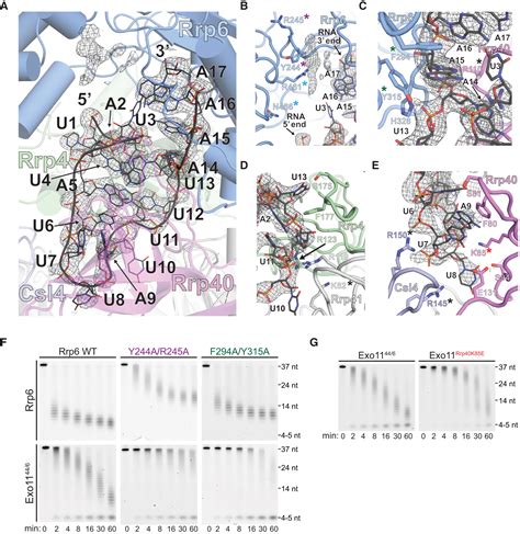 Nuclear Rna Exosome At Reveals Substrate Specificities Rna Paths